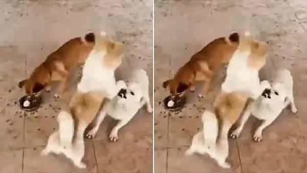 Viral Video: వాహ్.. ఏం తెలివి ఈ కుక్కది.. రెండు శునకాలు కొట్టుకుంటుంటే.. మూడోది వచ్చి..!