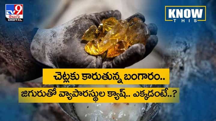 చెట్లకు కారుతున్న బంగారం.. జిగురుతో వ్యాపారస్థుల క్యాష్.. ఎక్కడంటే..? వీడియో చెట్లకు కారుతున్న బంగారం.. జిగురుతో వ్యాపారస్థుల క్యాష్.. ఎక్కడంటే..? వీడియో