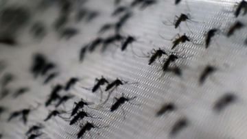 Dengue Mosquito: దోమలతోనే దోమలకు చెక్.. మీరు విన్నది నిజమే.. డెంగ్యూ దోమలపై యుద్ధానికి కొత్త టెక్నిక్!