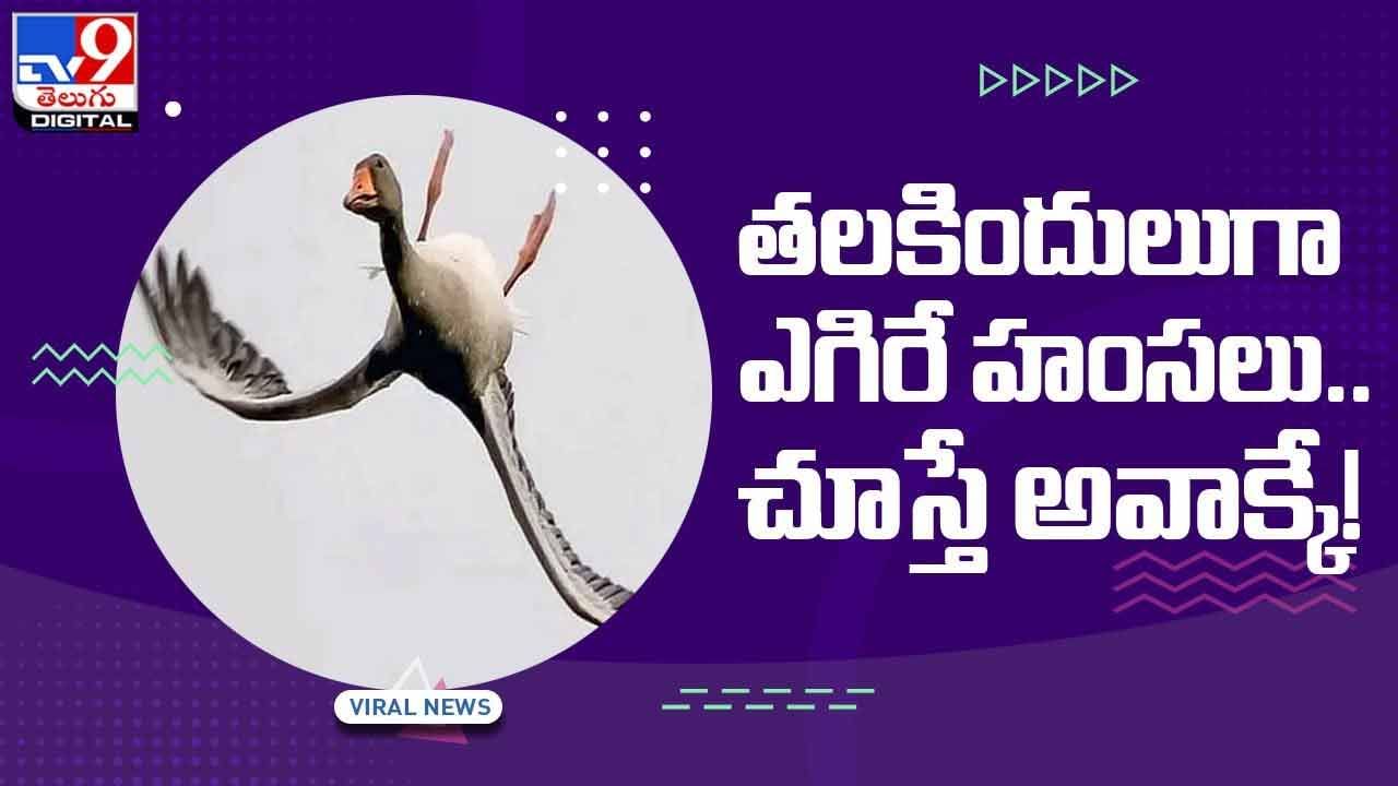 Viral Video: తలకిందులుగా ఎగిరే హంసలు !!చూస్తే అవాక్కే !! వీడియో