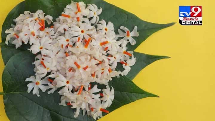 Harsingar Benefits: పారిజాతం నిండా ఔషధ గుణాలే.. ! అవేంటో తెలిస్తే అస్సలు వదలరు.. వీడియో Harsingar Benefits: పారిజాతం నిండా ఔషధ గుణాలే.. ! అవేంటో తెలిస్తే అస్సలు వదలరు.. వీడియో