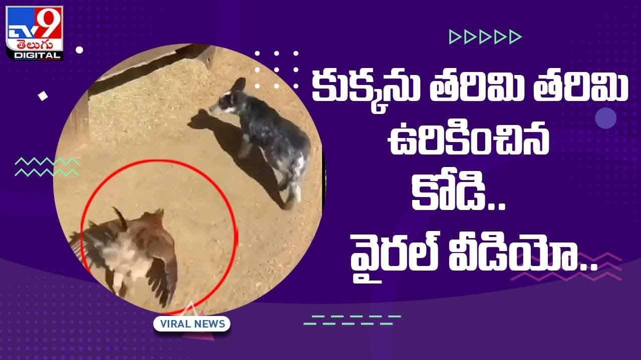 Viral Video: కుక్కను తరిమి తరిమి ఉరికించిన కోడి. సోషల్‌ మీడియాలో వైరల్‌ అవుతున్న వీడియో