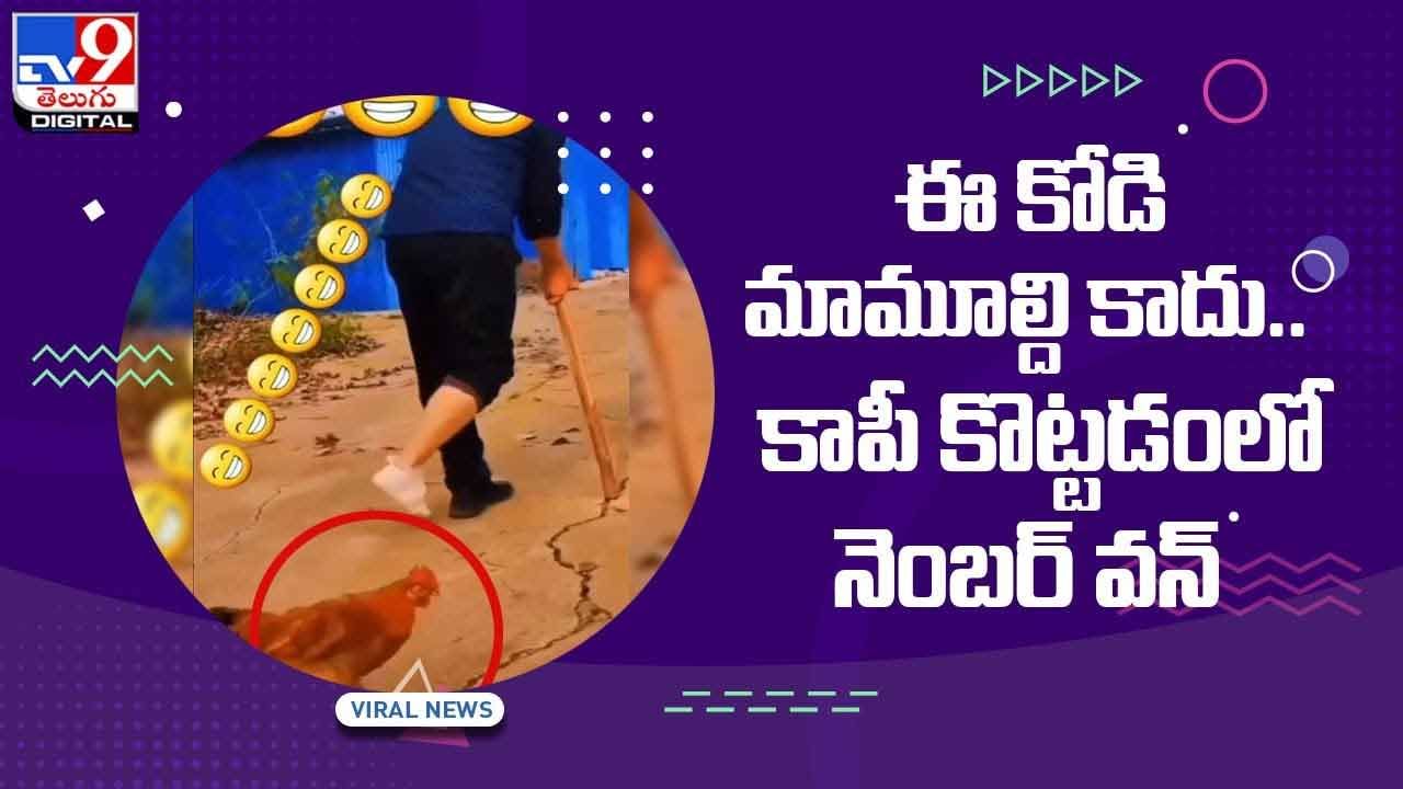 Viral Video: ఈ కోడి మామూలుది కాదు.. కాపీ కొట్టడం లో నెంబర్ వన్.. వీడియో