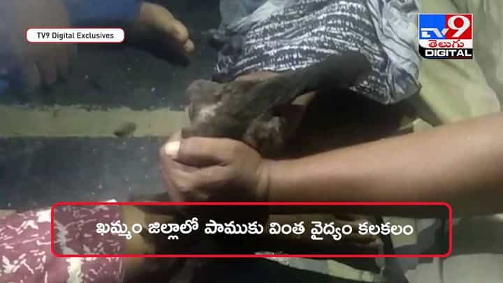 పాము కాటుకు నాటుకోడి వైద్యం !! వీడియో పాము కాటుకు నాటుకోడి వైద్యం !! వీడియో