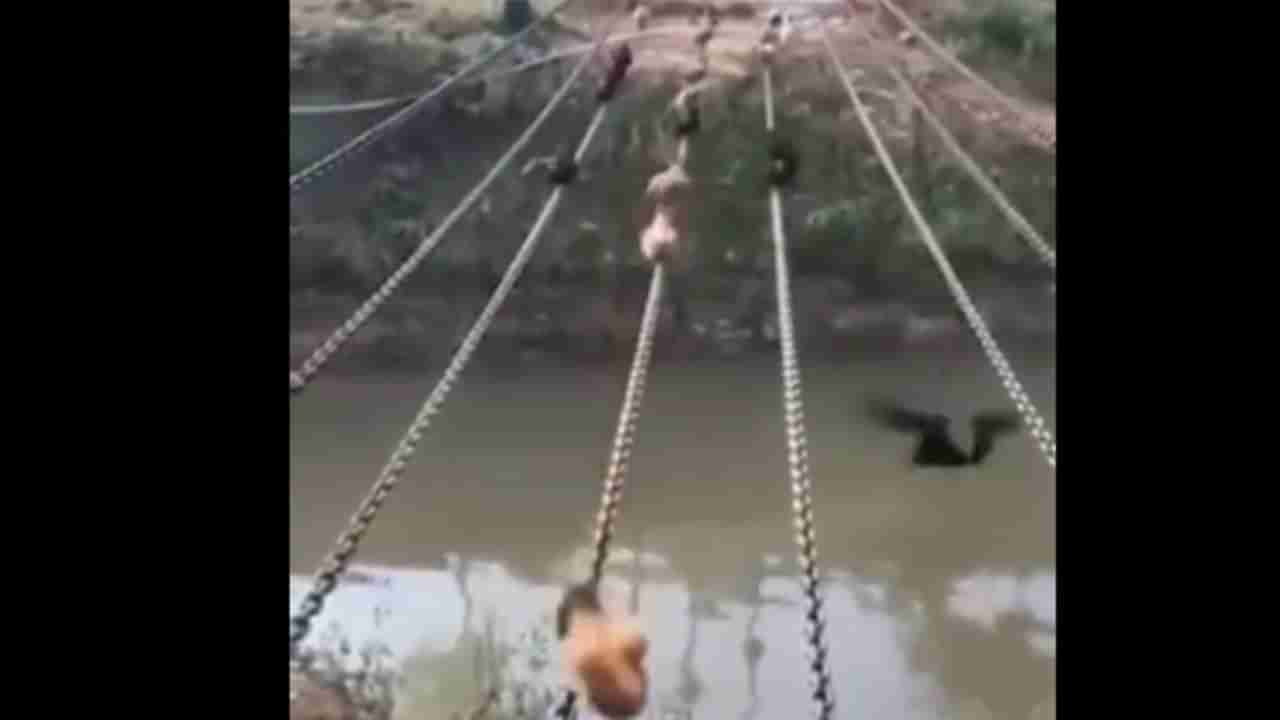 Viral Video: బ్రిడ్జి లేకుండానే.. క్యాట్ వాక్ చేస్తూ వాగు దాటుతున్న కోళ్లు.. వీడియో చూస్తే షాకవ్వాల్సిందే..!