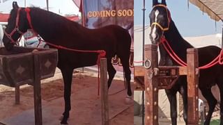 Viral Video: ముళ్ల పందా.. మజాకా..! చిరుతకు చుక్కలు చూపించింది… చిరాకు తెప్పించింది