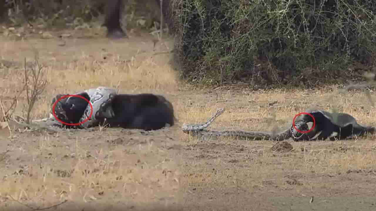 Viral Video: భారీ కొండచిలువకు చిక్కిన హనీ బ్యాడ్జర్.. భయం లేకుండా చెడుగుడు ఆడుకుంది.. చూస్తే నోరెళ్లబెడతారు