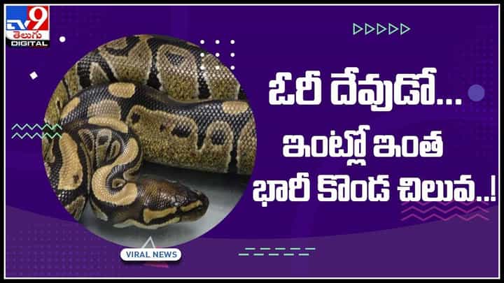 Snake Viral Video: ఓరీ దేవుడో...ఇంట్లో ఇంత భారీ కొండ చిలువ..! చూసి వామ్మో అంటున్న జనాలు.. వైరల్ అవుతున్న వీడియో.. Snake Viral Video: ఓరీ దేవుడో...ఇంట్లో ఇంత భారీ కొండ చిలువ..! చూసి వామ్మో అంటున్న జనాలు.. వైరల్ అవుతున్న వీడియో..