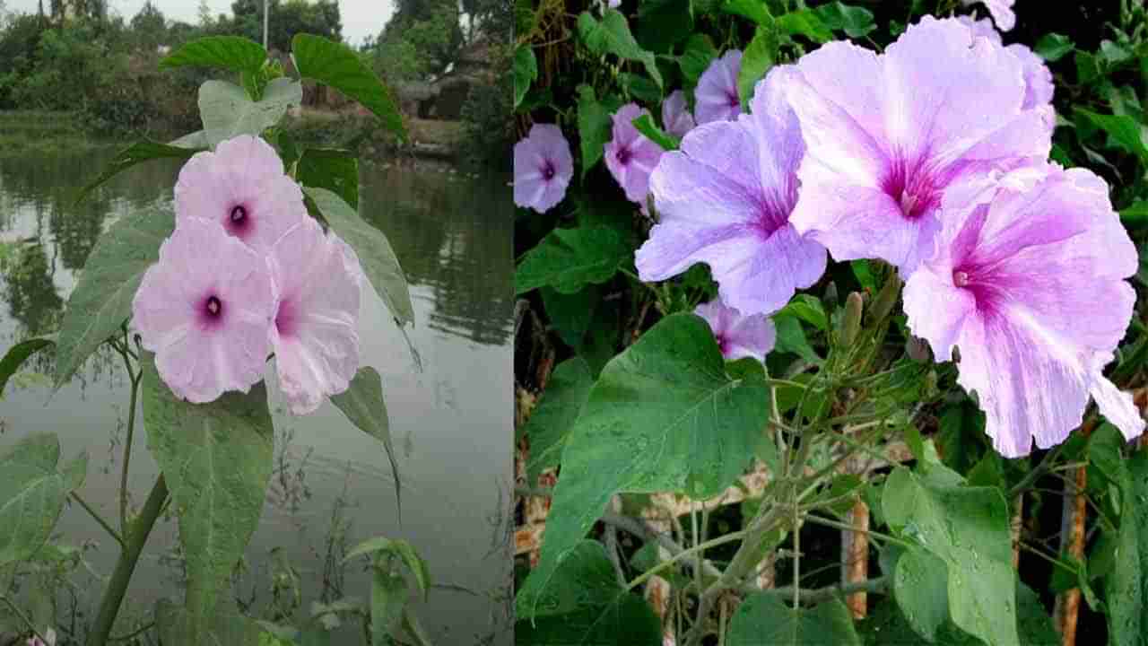 Ipomoea Carnea: కాల్వగట్టున కనిపించే ఈ కలుపుమొక్క చెట్టు పాలతో తేలు కాటు విషానికి చెక్...