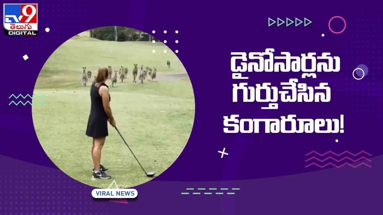 Viral Video: డైనోసార్లను గుర్తుచేసిన కంగారూలు! వీడియో