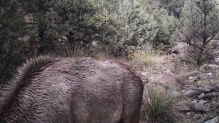 Viral Video: మానవత్వం చాటుకున్న వాహనదారుడు.. దేవాంగపిల్లి రియాక్షన్ చూస్తే కంట కనీళ్లు ఆగవు..