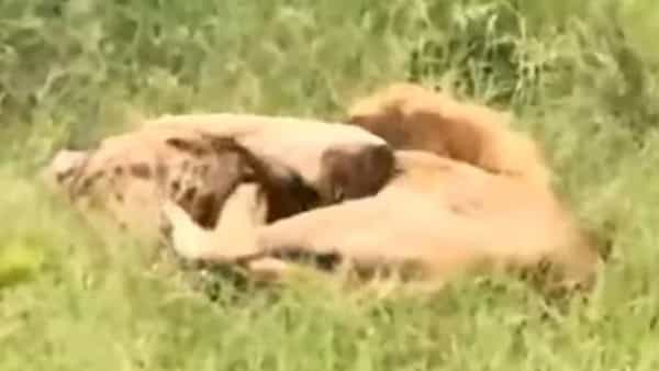Viral Video: హైనాను నోట కరిచిన సింహం.. వీడియోలో చివరికి ఏమైందో చూస్తే నోరెళ్లబెడతారు.!