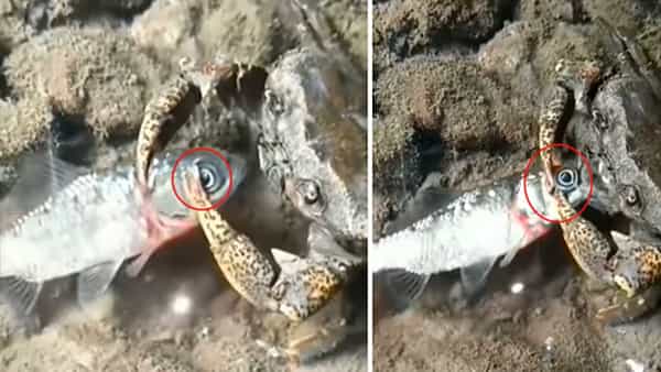Viral Video: చేపను క్రూరంగా వేటాడిన ఎండ్రకాయ.. కొండెలతో కనుగుడ్డు పీకేసి.. షాకింగ్
