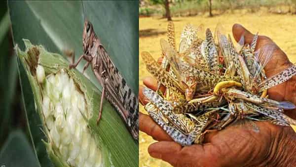 locusts Food: ఆ దేశంలో తినే ఆహారపదార్ధాల లిస్ట్లో మిడతలు.. ప్రోషకాలకు నిలయం ఈ కీటకాలు .. ఎలా తినాలంటే..