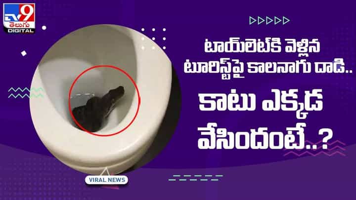 టాయ్లెట్కి వెళ్లిన టూరిస్ట్పై కాలనాగు దాడి !! కాటు ఎక్కడ వేసిందంటే ?? వీడియో టాయ్లెట్కి వెళ్లిన టూరిస్ట్పై కాలనాగు దాడి !! కాటు ఎక్కడ వేసిందంటే ?? వీడియో
