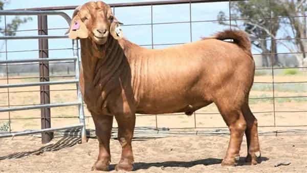 Costly Goat: ప్రపంచంలోనే ఖరీదైన మేకపోతు.. దీని ధర తెలిస్తే షాక్.. ఎక్కడంటే..