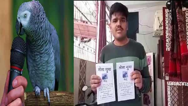 Missing Parrot: తప్పిపోయిన రామ చిలుక కోసం యజమాని వెదుకులాట.. తెచ్చి ఇస్తే.. రూ. 15 వేలు రివార్డ్ ఎక్కడంటే..