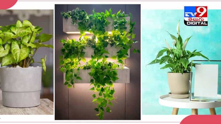 Money Plant : ఇంట్లో మనీ ప్లాంట్ పెంచుతున్నారా.. అయితే జాగ్రత్త..! వీడియో Money Plant : ఇంట్లో మనీ ప్లాంట్ పెంచుతున్నారా.. అయితే జాగ్రత్త..! వీడియో