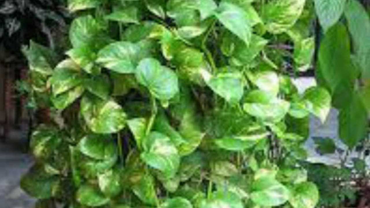 Vastu Tips Where to put Money Plant at home? Money gain comes in any direction.! Vastu tips