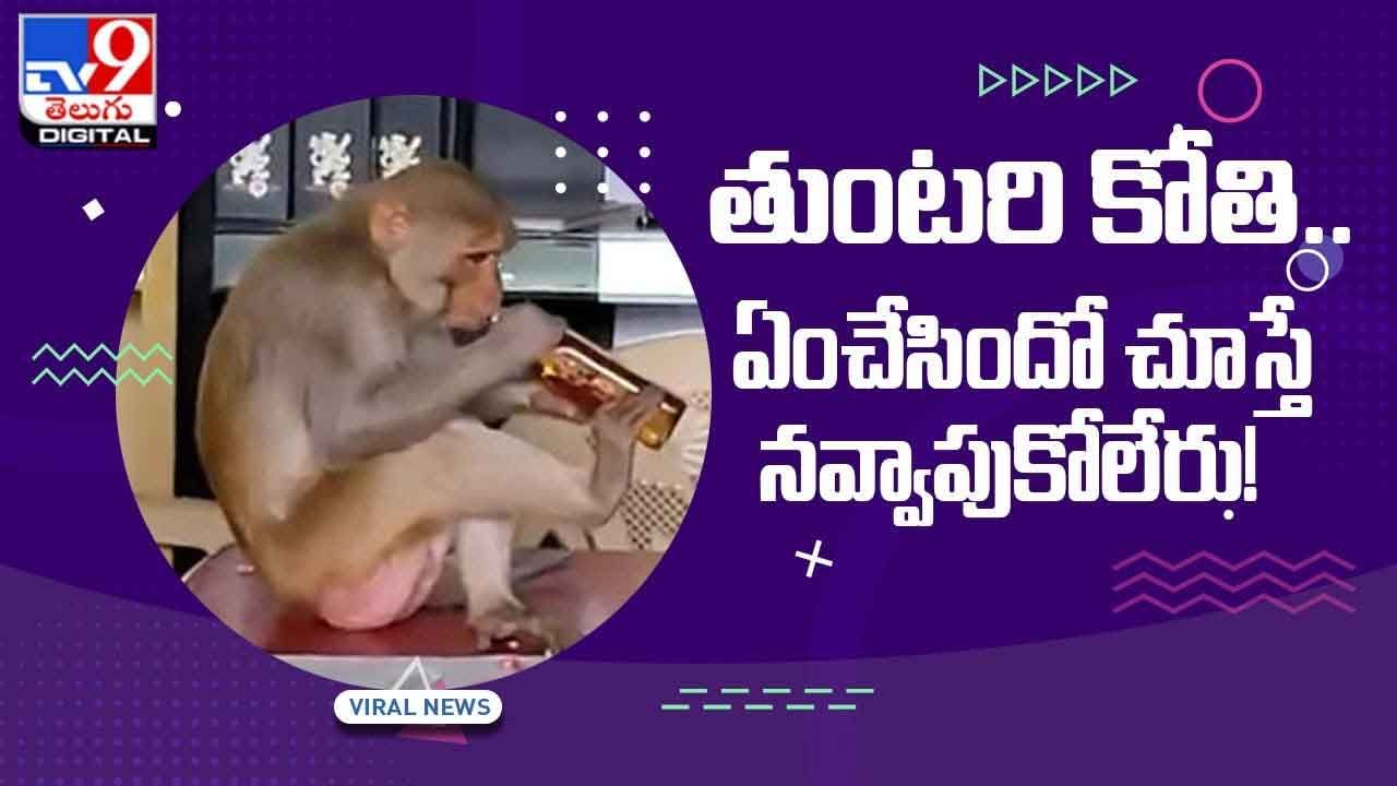 Viral Video: తుంటరి కోతి చేసిన పని చూస్తే అస్సలు నవ్వాపుకోలేరు.. వీడియో
