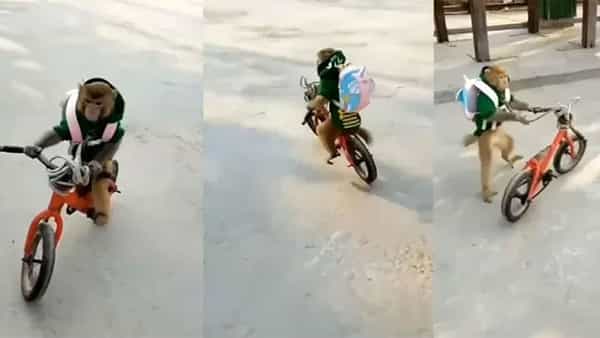 Monkey Viral Video: సైకిల్పై సరదగా బడికి వెళ్తోన్న వానరం.. వీడియో చూస్తే పడి పడి నవ్వుతారు..!