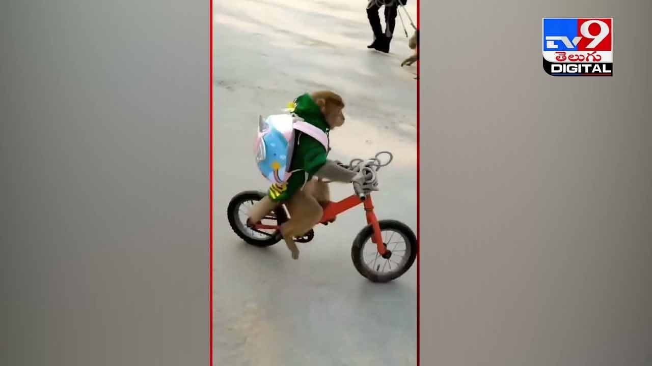 Viral Video: స్కూల్‌ యూనిఫామ్‌ వేసుకుని సైకిల్‌పై స్కూల్‌కి వెళ్తోన్న కోతి !! వీడియో