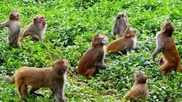 Monkey vs Farmers: అవి కోతులు కావు.. రైతుల పాలిట రాక్షసులు.. పాపం కర్షకులకు కన్నీరే మిగిలింది..!