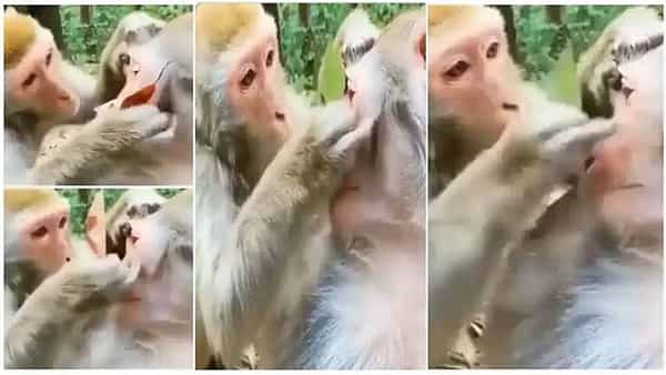 Viral Video: ఫేమస్ బ్యూటీషియన్లు కూడా పనికిరారు.. ఈ కోతి పని చూస్తే అవాక్కవ్వాల్సిందే..