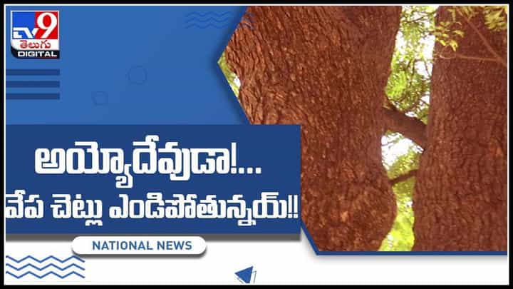 Neem Tree: వేప చెట్లకు అంతుచిక్కని వింత వ్యాధి..! ఉన్నట్టుండి ఎండిపోతున్న వేపచెట్లు.. (వీడియో) Neem Tree: వేప చెట్లకు అంతుచిక్కని వింత వ్యాధి..! ఉన్నట్టుండి ఎండిపోతున్న వేపచెట్లు.. (వీడియో)