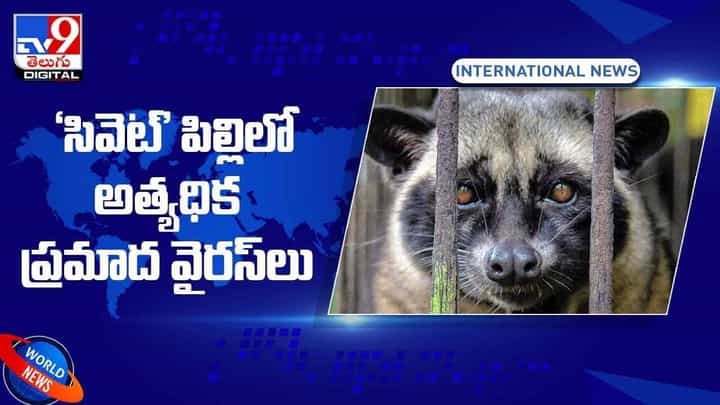‘సివెట్'లో అత్యధికంగా ప్రమాదకర వైరస్.. వీడియో ‘సివెట్'లో అత్యధికంగా ప్రమాదకర వైరస్.. వీడియో