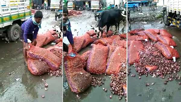 Onion Farmers: రైతుల కంట కన్నీరు పెట్టిస్తున్న ఉల్లిపంట.. చెన్నై మార్కెట్ లో 500 క్వింటాళ్ళ ఉల్లి పశువుల పాలు..