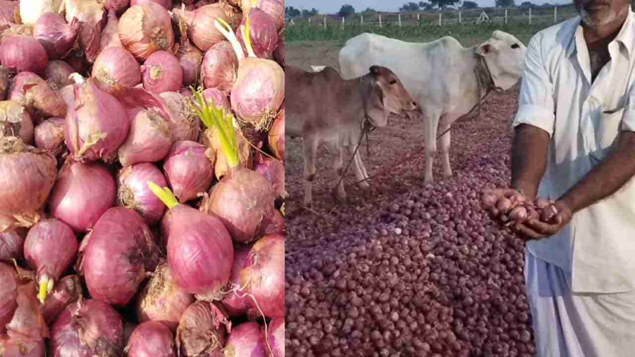 Onion Farmer: ఉల్లి రైతు కంట కన్నీరు పెట్టిస్తున్న వర్షాలు.. మొలకలు రావడంతో పశువులకు మేతగా ఉల్లి.. ఎక్కడంటే..