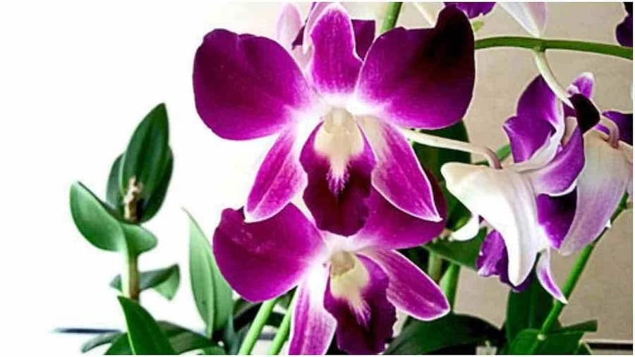 ఆర్కిడ్ మొక్క: ఈ మొక్కల పువ్వులు చూడటానికి చాలా ఆకర్షణీయంగా ఉంటాయి. ఇవి ఏడాది పొడవునా వికసిస్తూనే ఉంటాయి. ఆర్కిడ్లు రంగురంగులతో, ఆకర్షణీయంగా ఉంటాయి. అవి సానుకూల శక్తిని కూడా వ్యాప్తి చేస్తాయి. అవి మానసిక స్థితిని మెరుగుపరచడంలో కూడా సహాయపడతాయి. మానసిక స్థితి ఆహ్లాదకరంగా ఉంటే, వ్యక్తి బాగా ఆలోచించగలడు.