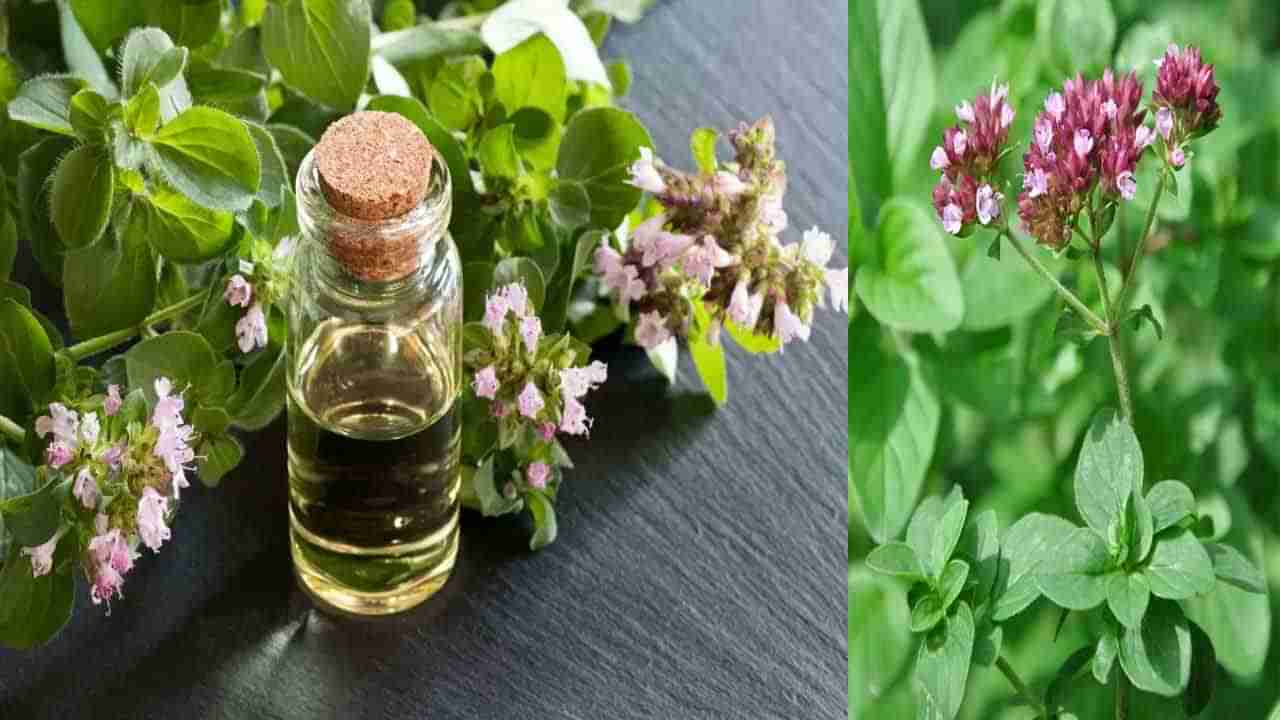 Oregano Herb: మానసిక ఇబ్బందులనే కాదు.. అనేక వ్యాధులకు చెక్ పెట్టే దివ్య మూలిక ఒరెగానో..