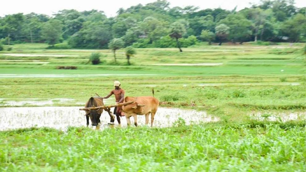 ఆస్పత్రిలో నర్సు ఉద్యోగం మానేసి సాగు బాట పట్టింది.. ఇప్పుడు లక్షల్లో సంపాదిస్తుంది..