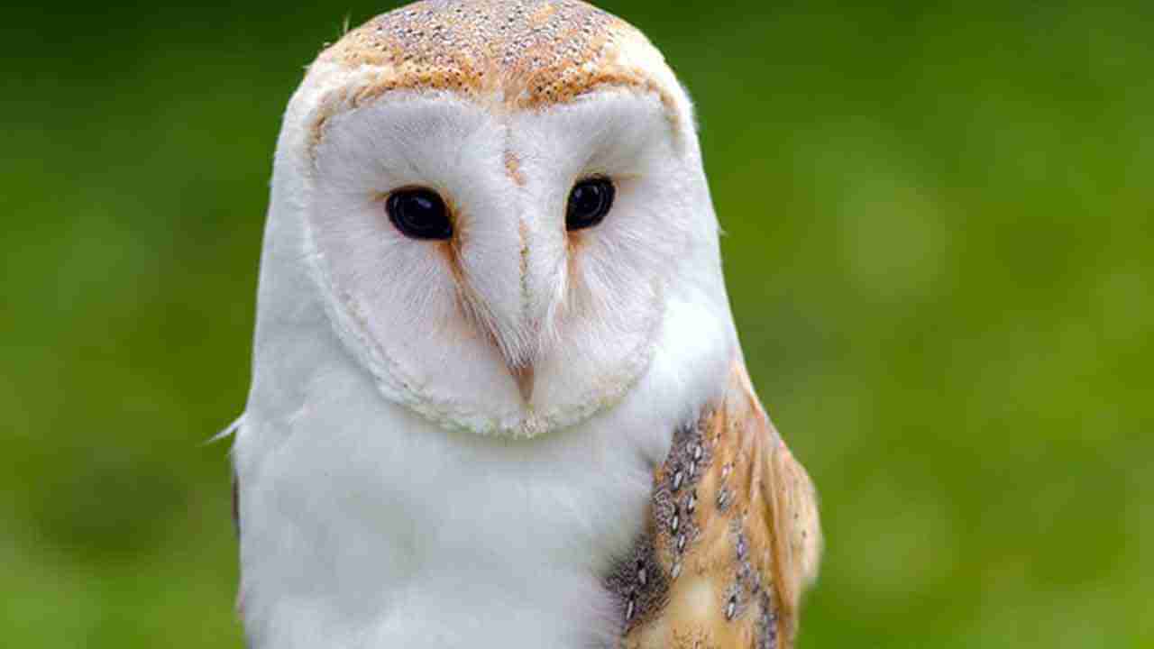 Owls: గుడ్లగూబలు రైతులకు స్నేహితులు..! ఈ విషయం తెలిస్తే నిజమే అంటారు..