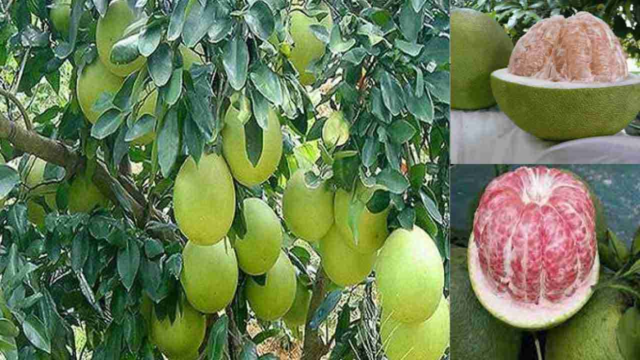 Pomelo Fruit: బోలు ఎముకల వ్యాధి నుంచి రక్షణనిచ్చే పంపర పనస.. ఈ సీజనల్ ఫ్రూట్ మహిళకు అత్యంత మేలు..