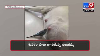 Viral Video: పులుల వాకింగ్‌ !!  నెట్టింట వీడియో వైరల్‌