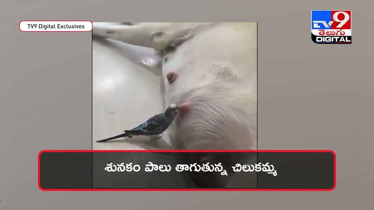 Viral Video: శునకం పాలు తాగుతున్న చిలుకమ్మ !! నెట్టింట వీడియో వైరల్