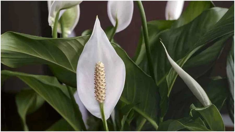 ఆర్కిడ్ మొక్క: ఈ మొక్కల పువ్వులు చూడటానికి చాలా ఆకర్షణీయంగా ఉంటాయి. ఇవి ఏడాది పొడవునా వికసిస్తూనే ఉంటాయి. ఆర్కిడ్లు రంగురంగులతో, ఆకర్షణీయంగా ఉంటాయి. అవి సానుకూల శక్తిని కూడా వ్యాప్తి చేస్తాయి. అవి మానసిక స్థితిని మెరుగుపరచడంలో కూడా సహాయపడతాయి. మానసిక స్థితి ఆహ్లాదకరంగా ఉంటే, వ్యక్తి బాగా ఆలోచించగలడు.