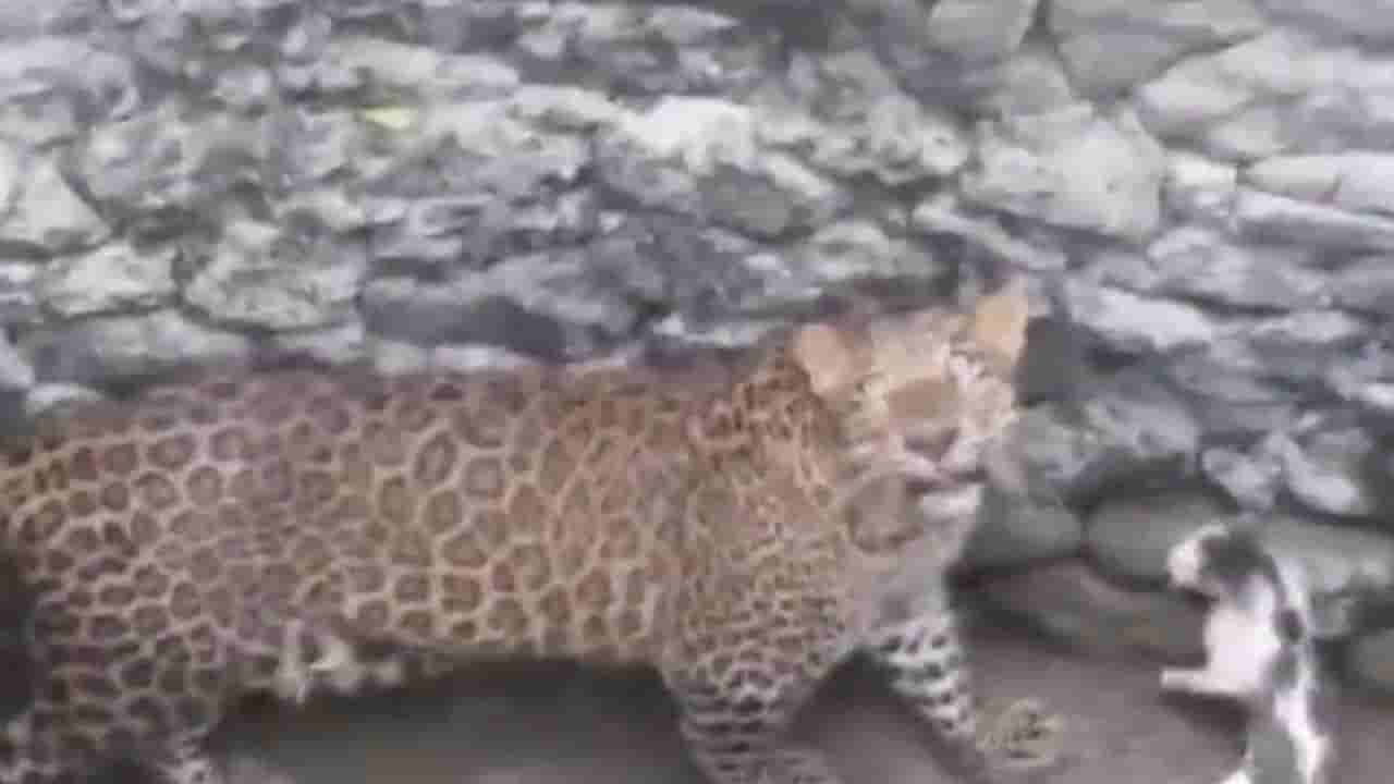 Rare Leopard: గులాబీ రంగు చర్మంతో కనిపించిన చిరుత పులి.. ఎక్కడంటే..