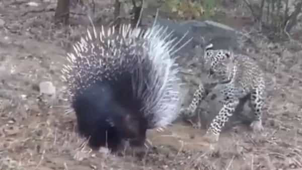 Viral Video: ముళ్ల పందా.. మజాకా..! చిరుతకు చుక్కలు చూపించింది... చిరాకు తెప్పించింది