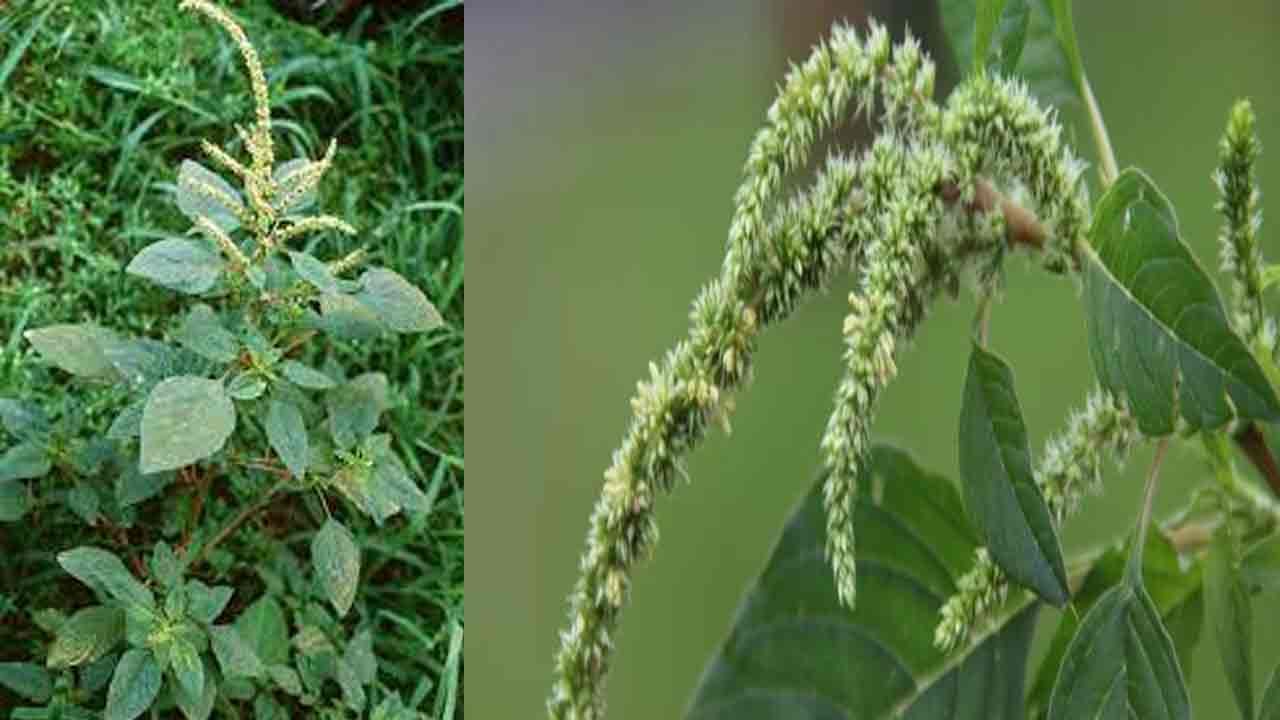 Prickly Amaranth: కలుపు మొక్కగా భావించే ఈ మొక్కలో ఎన్నో ఔషధ గుణాలు.. పాము విషాన్ని సైతం హరించే గుణం దీని సొంతం