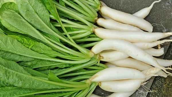 Radish Leaves Benefits: ముల్లంగి ఆకుల జ్యూస్ తాగితే.. బరువు తగ్గడం ఖాయం.. ఇంకా ఎన్నో లాభాలు..