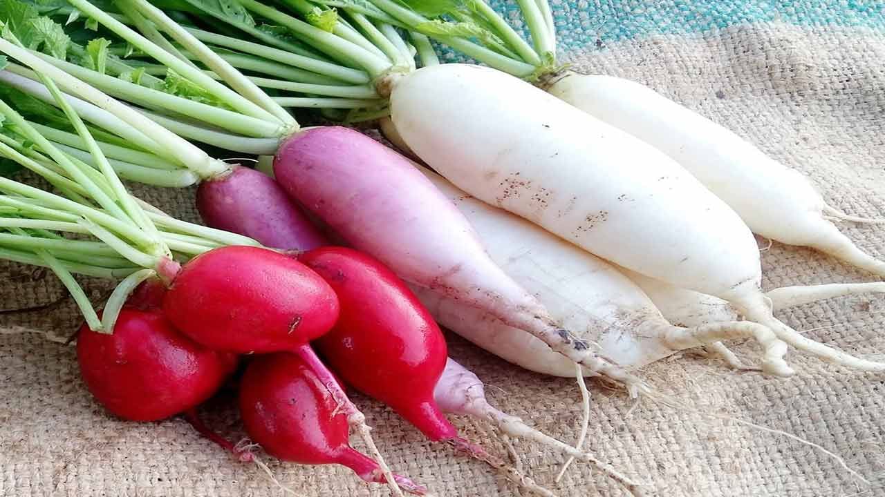 Лук и редис к какому семейству. Редис, редька, репа. Корейская редиска. Корейская редька