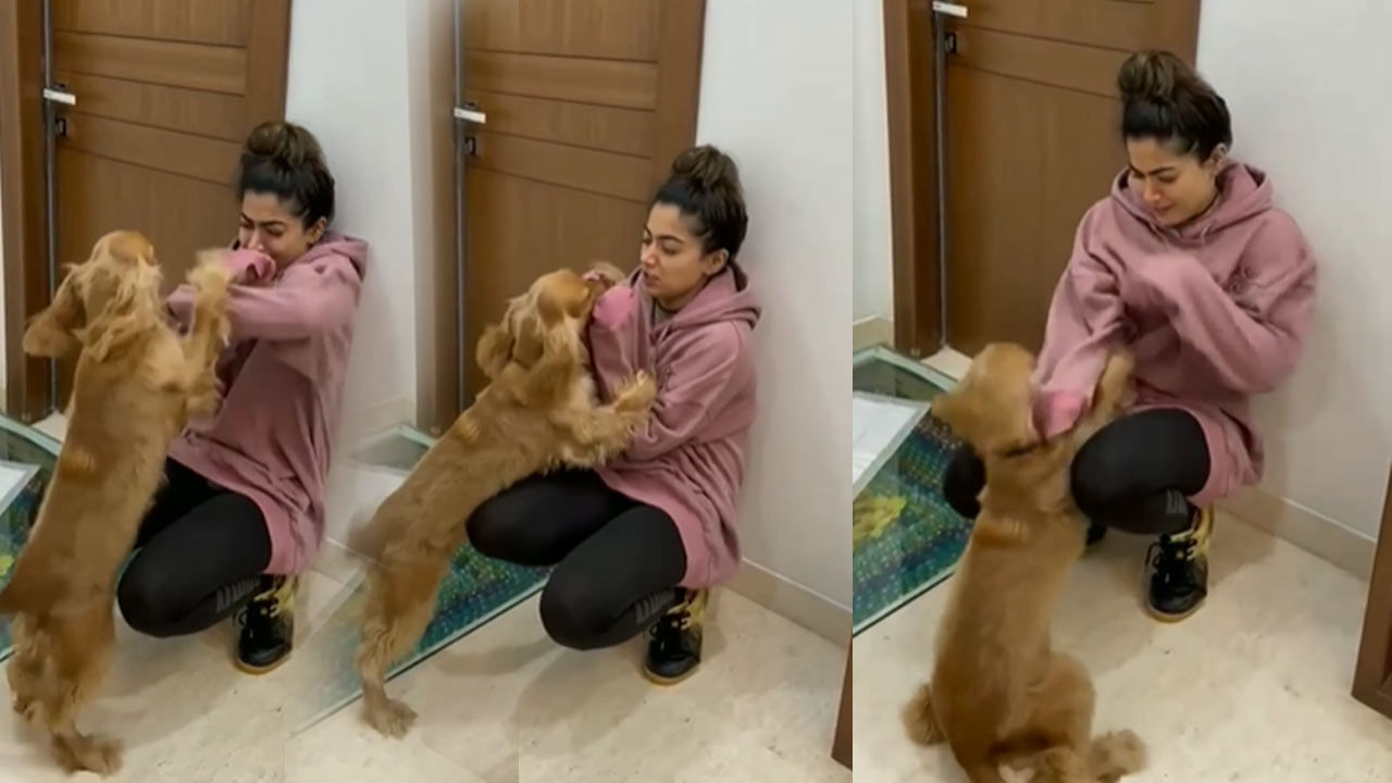 Rashmika Mandanna: Crazy heroine piles up with a puppy .. Video going viral  .. | Rashmika mandanna funny video with her pet goes viral in social media  | PiPa News