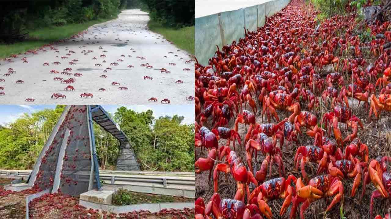 Red Crabs: ఐలాండ్‌లో పీతల దండు.. కోట్లలో రోడ్ల మీదకు వచ్చిన పీతలు.. భయాందోళనలో ప్రజలు