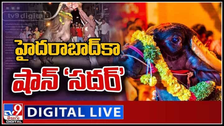Sadar Festival Celebrations 2021: భాగ్యనగరంలో సదర్ సంబరాలు.. సమరానికి కింగ్, సర్తాజ్ హర్యానా దున్నలు.. (లైవ్ వీడియో) Sadar Festival Celebrations 2021: భాగ్యనగరంలో సదర్ సంబరాలు.. సమరానికి కింగ్, సర్తాజ్ హర్యానా దున్నలు.. (లైవ్ వీడియో)