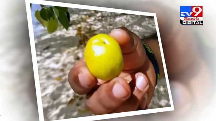 ఆ చెట్టు కిందకు వెళ్తే చనిపోతారు !! ఎందుకో తెలుసా ?? వీడియో ఆ చెట్టు కిందకు వెళ్తే చనిపోతారు !! ఎందుకో తెలుసా ?? వీడియో