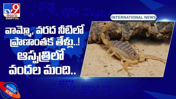 వామ్మో.. వరద నీటిలో ప్రాణాంతక తేళ్లు !! ఆస్పత్రిలో వందల మంది !! వీడియో వామ్మో.. వరద నీటిలో ప్రాణాంతక తేళ్లు !! ఆస్పత్రిలో వందల మంది !! వీడియో